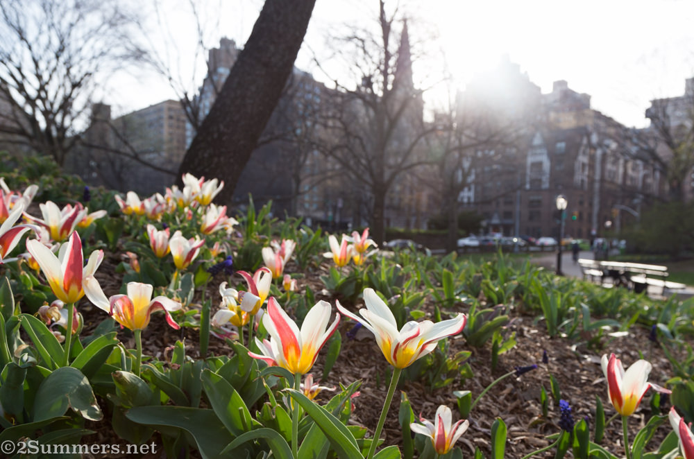 Tulips in Central Park