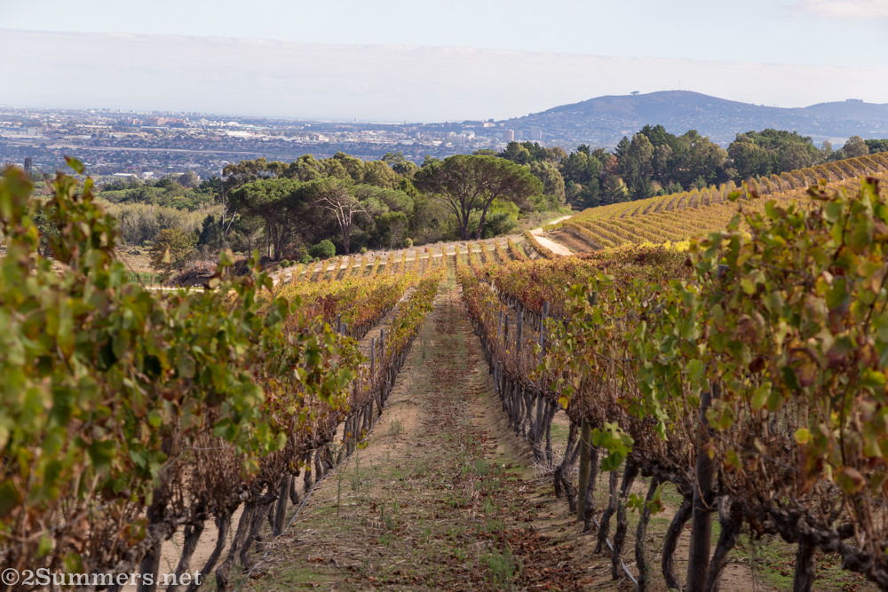Grape vines at Jordan