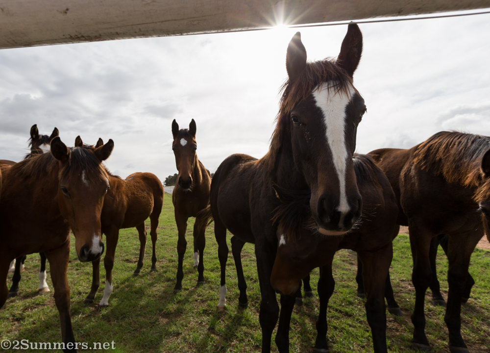 Avontuur thoroughbreds