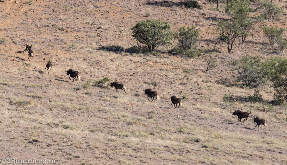 Black wildebeest