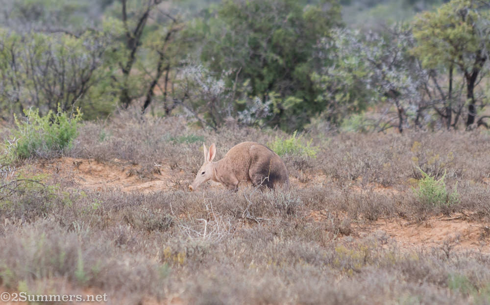 Aardvark at Samara