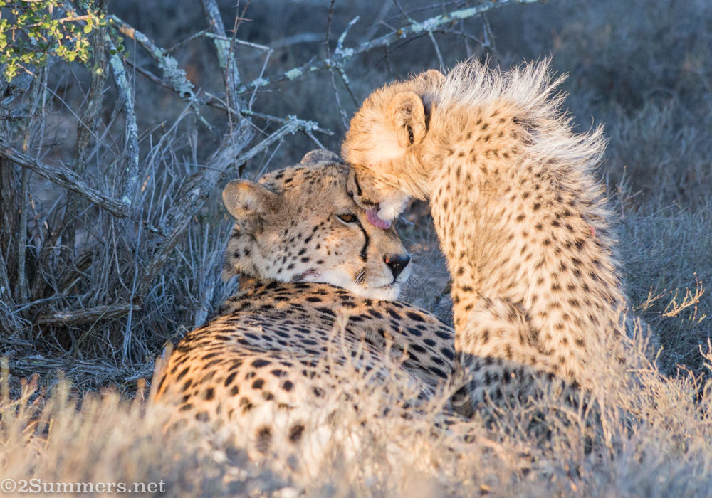Mom and baby cheetah