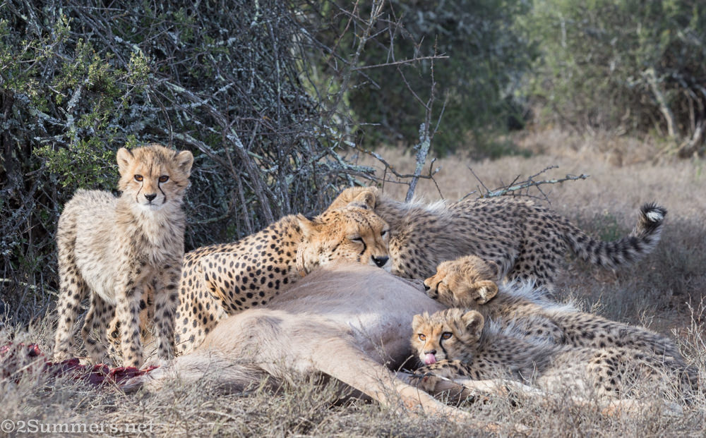 Cheetahs chowing