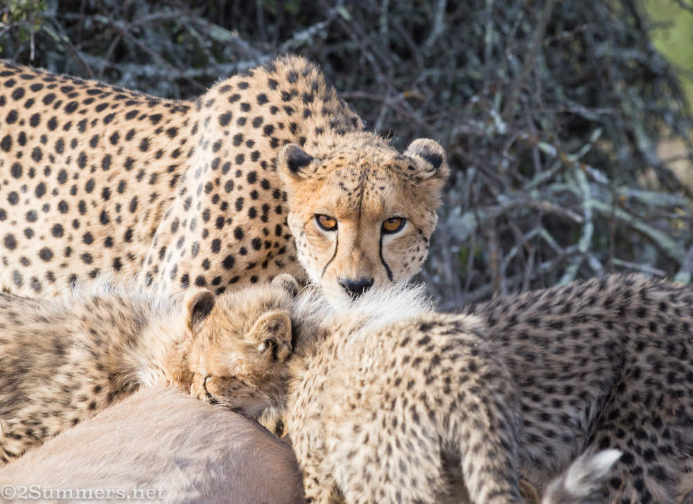 Cheetah family feeding