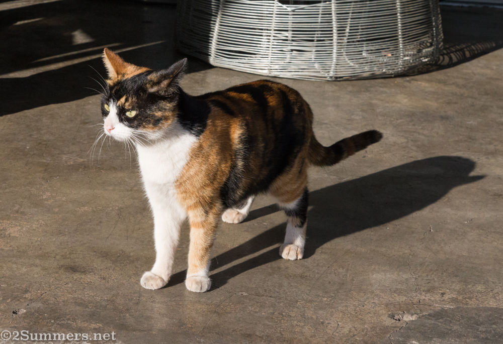 Abby the Hillbrow Cat in Melville