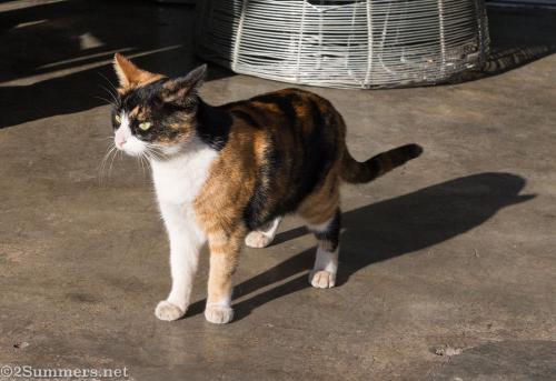 Abby the Hillbrow Cat in Melville