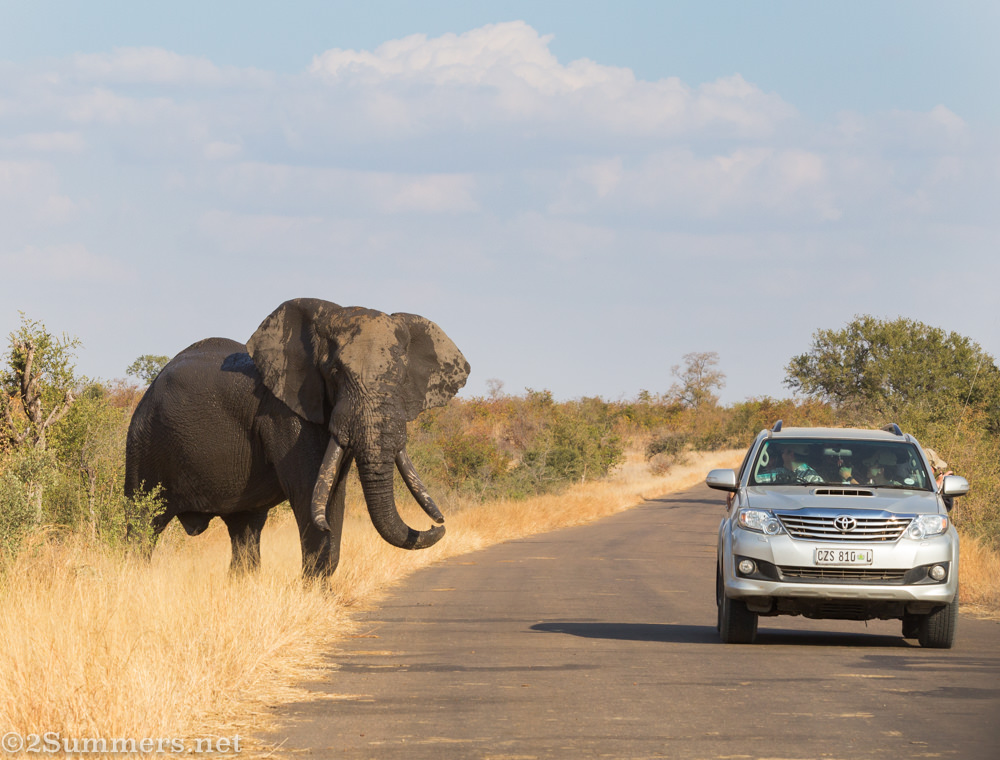 Mud-covered elephant and car