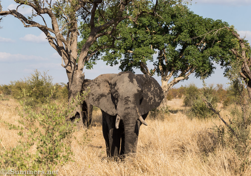 Smaller elephant with mud