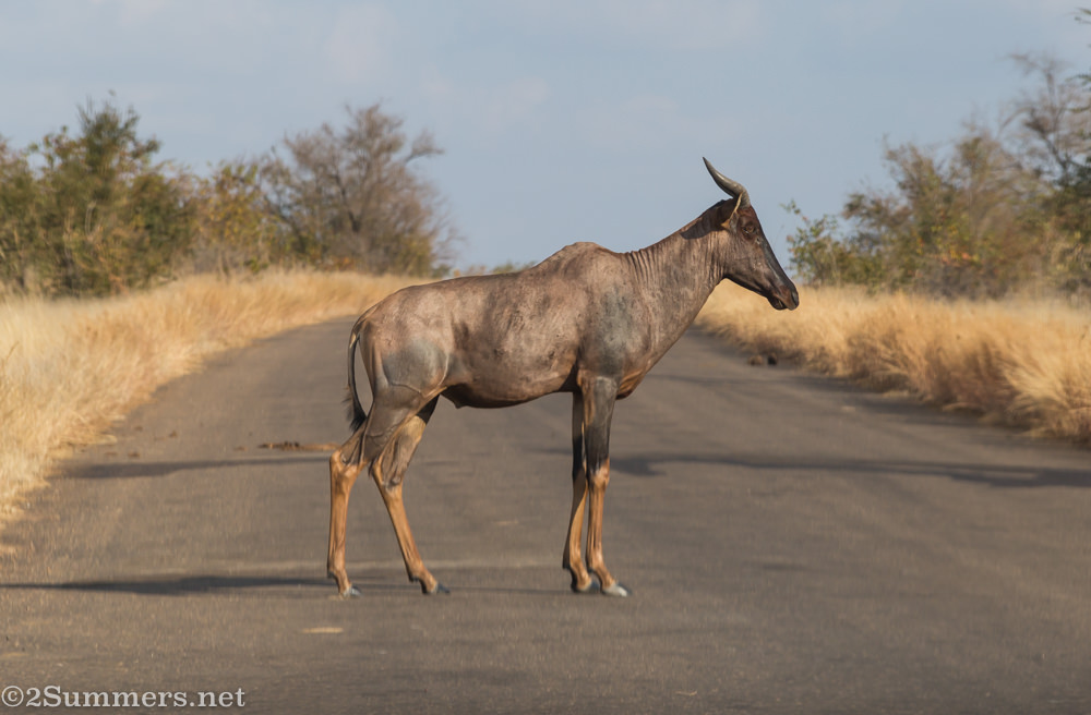 Tsessebe crossing the road