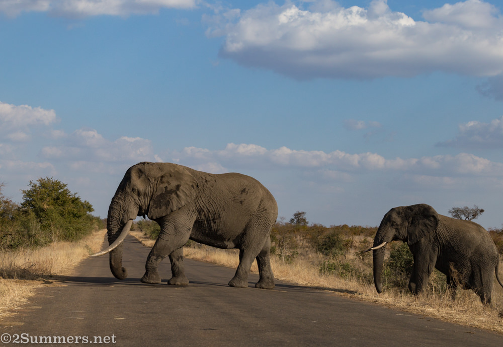 Big elephants crossing the road