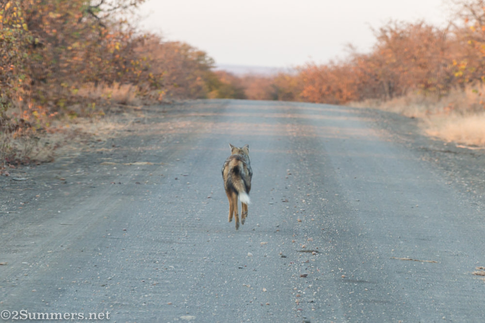 Side-striped jackal running away