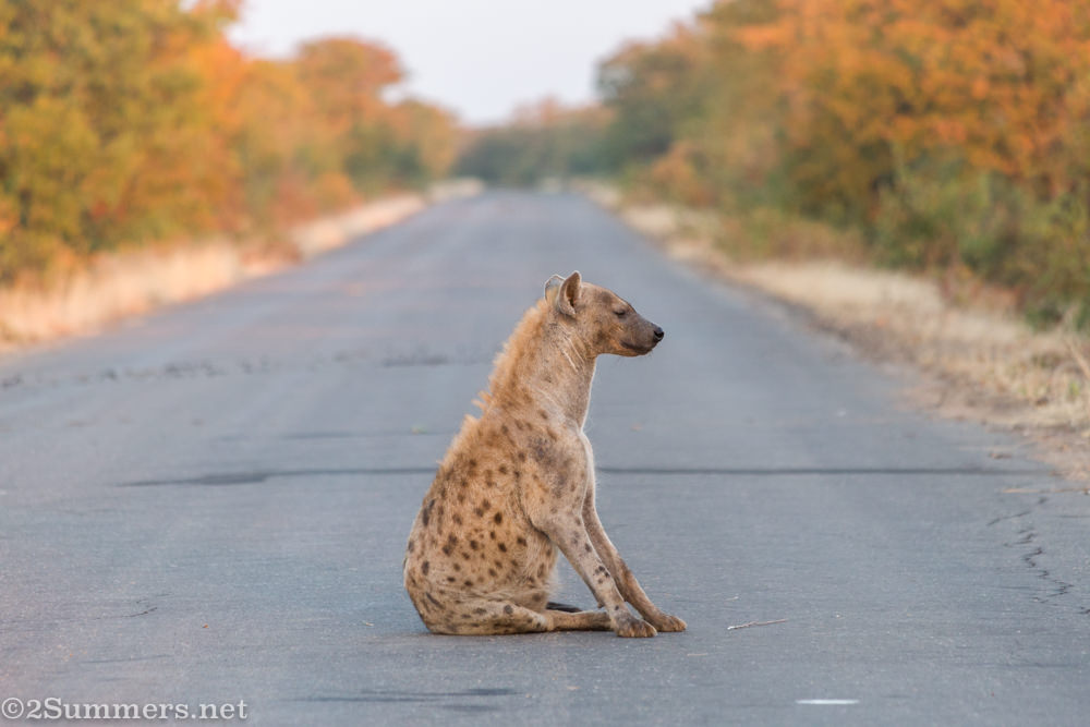Mother hyena in the road