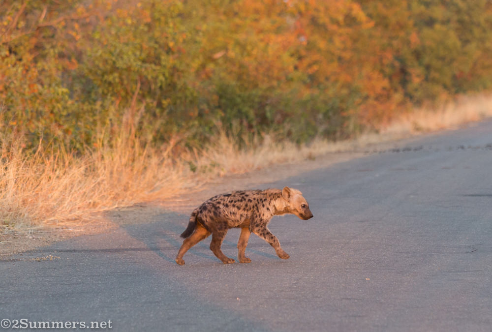 Hyena cub crossing the road