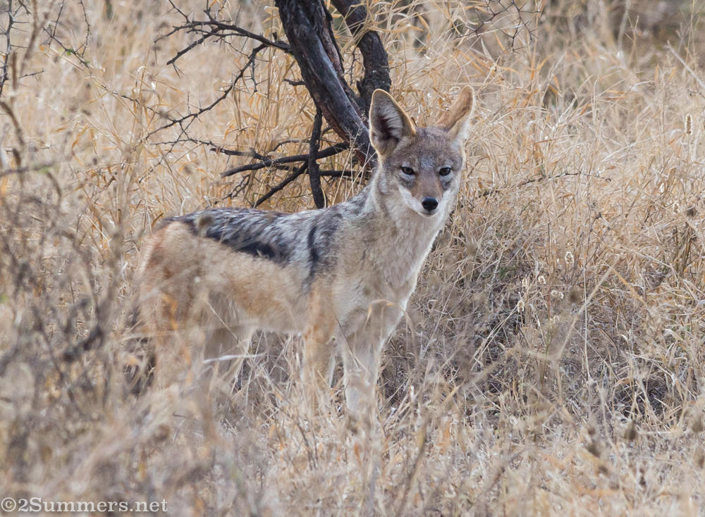 Black-backed jackal