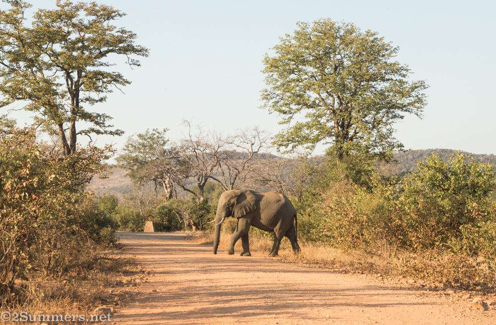 Elephant in northern Kruger