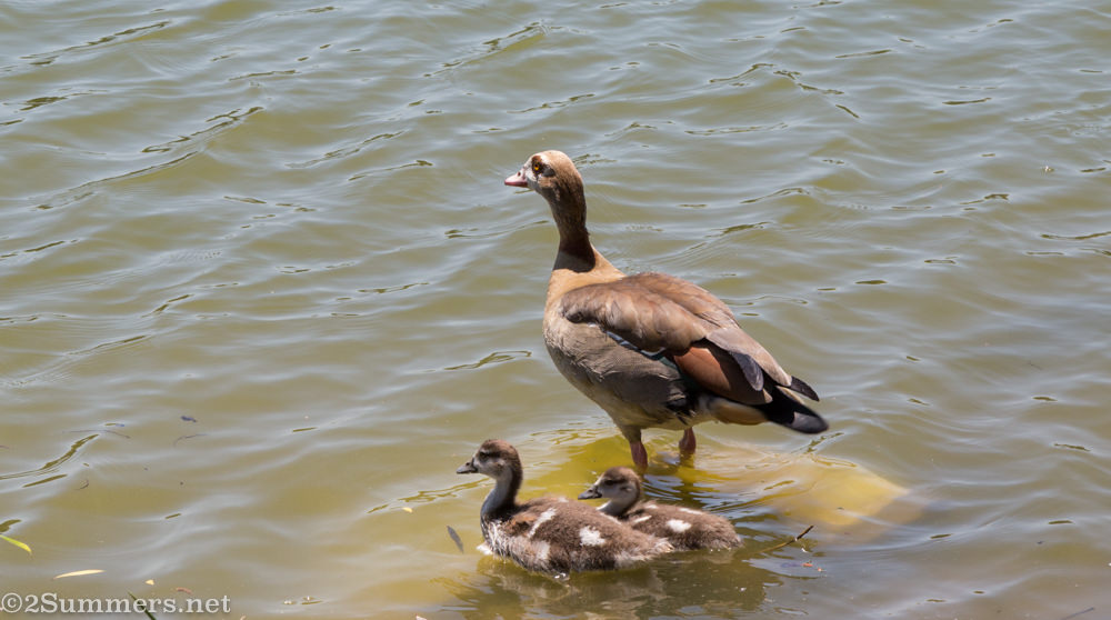 Ducks at Rhodes Park