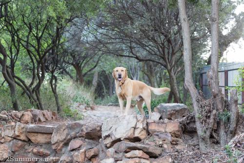 2Summers Logo Featured Post