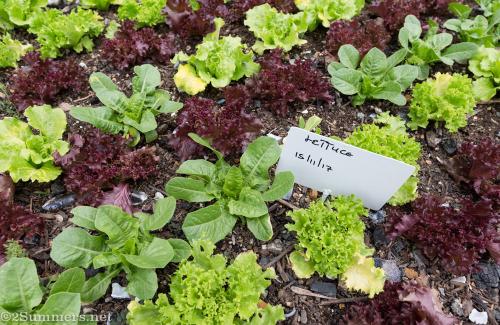 Lettuce growing at Culinary Table