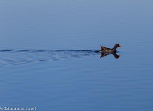 Duck at Marievale Bird Sanctuary