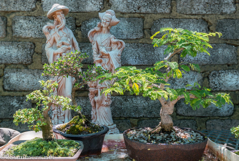 More bonsai at Bonsai Magic