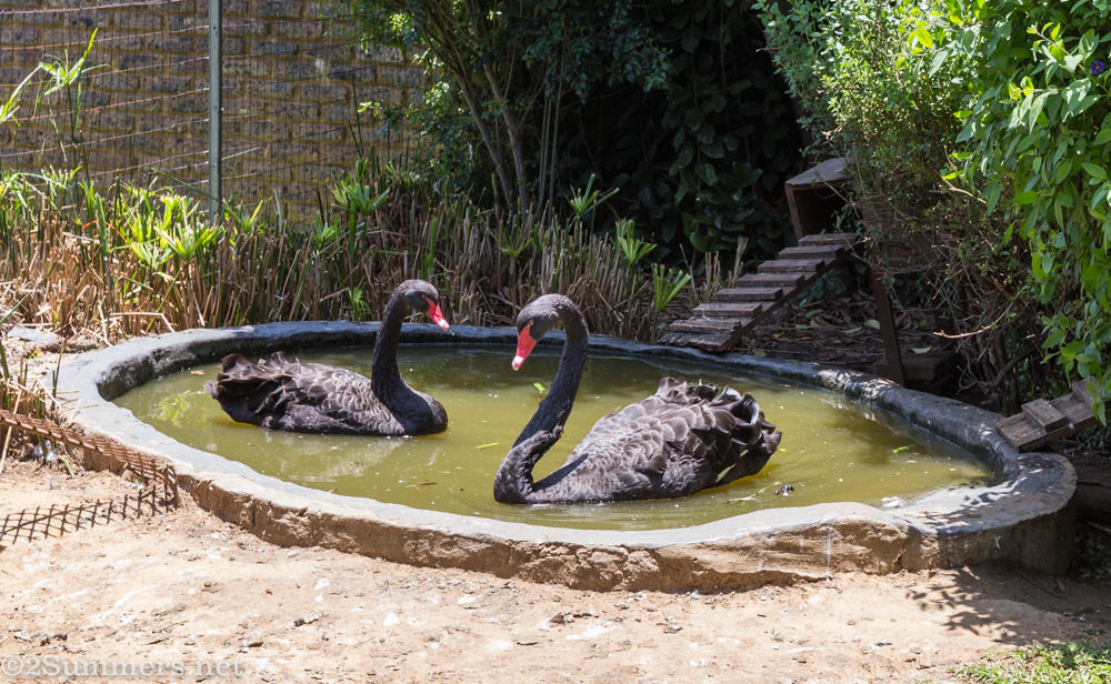 Black Swans
