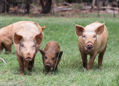 Pigs at Brightside Farm