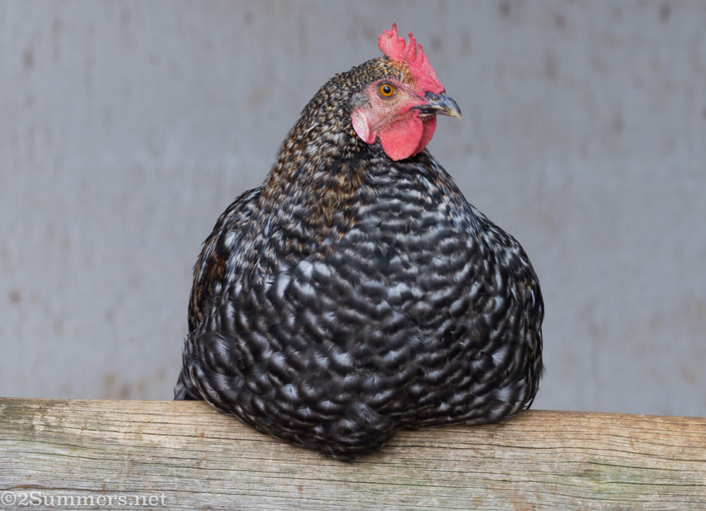 Hen at Brightside Farm