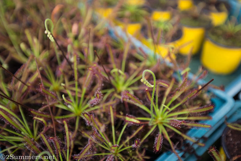 Sundew carnivore