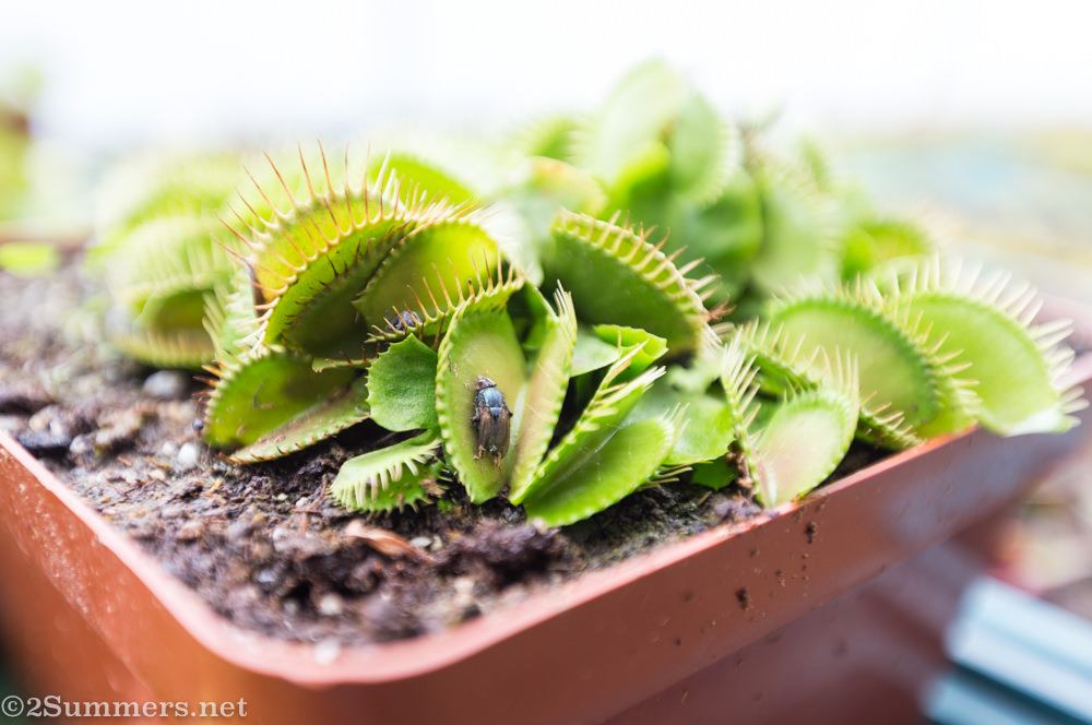 Venus fly trap at Jozi Carnivores