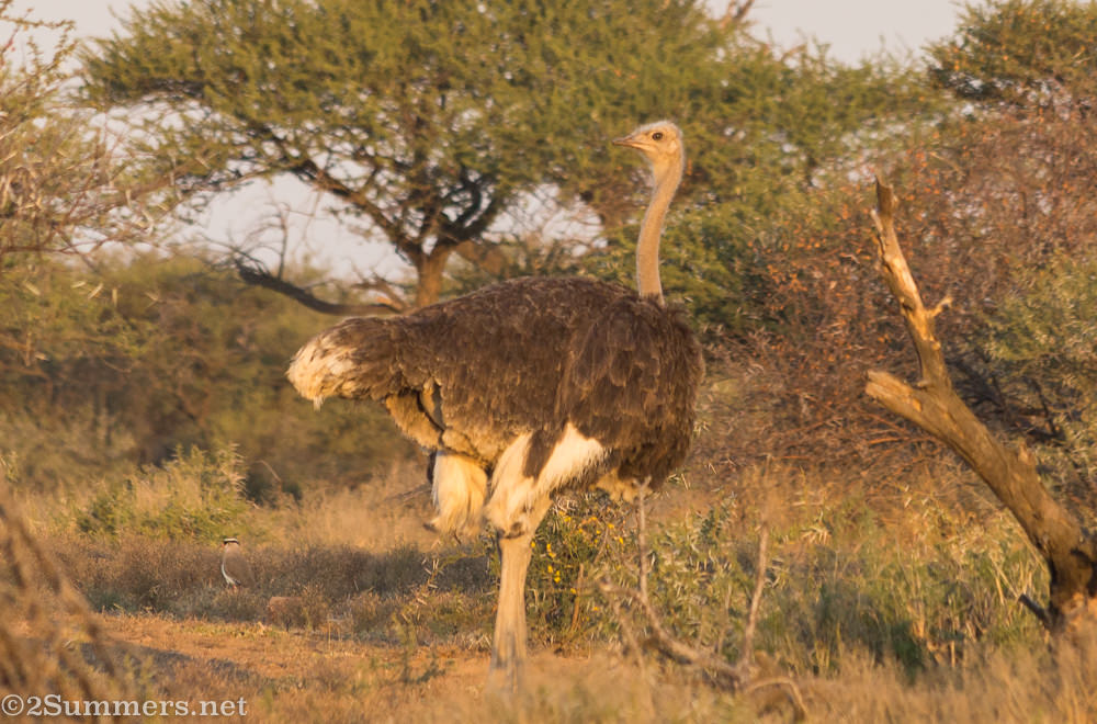 Ostrich in Dinokeng