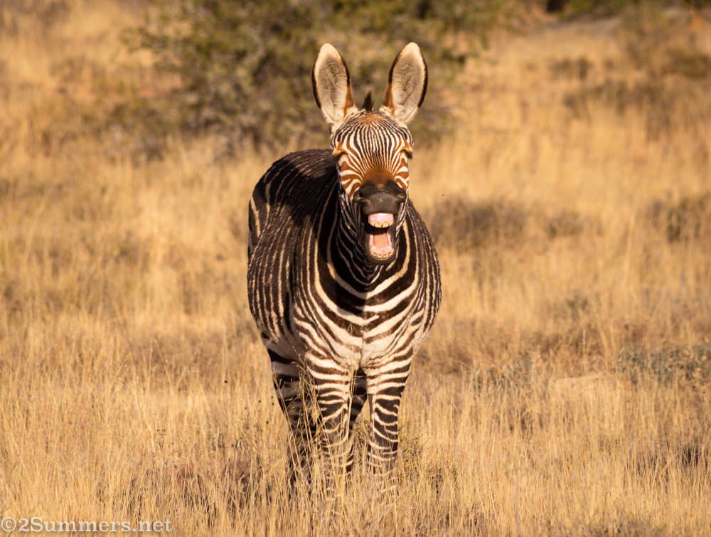 Laughing mountain zebra