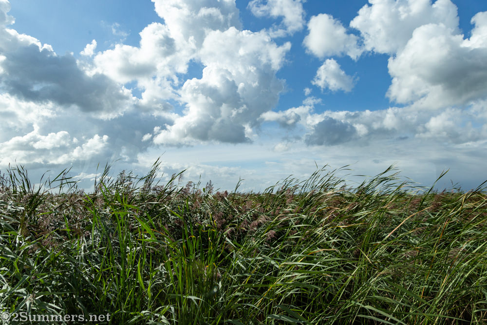 Sea grass near Grou in the Netherlands