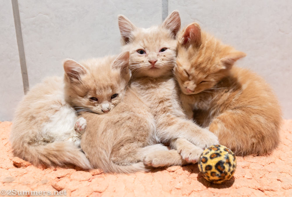 Trixie the kitten with her brother and sister