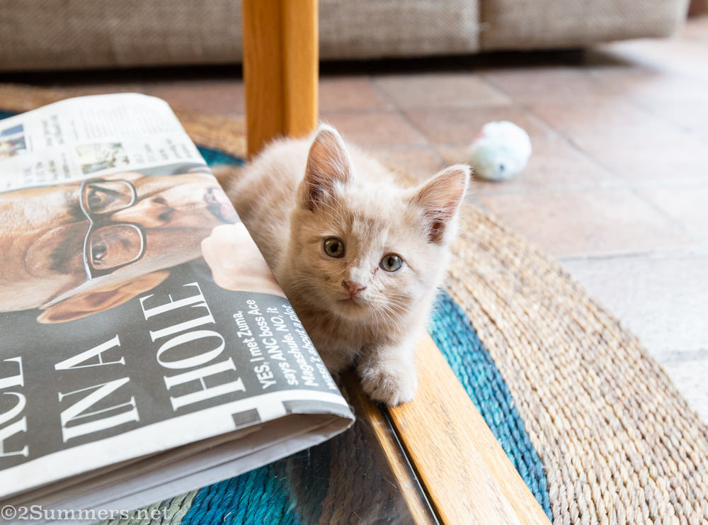 Kitten and newspaper