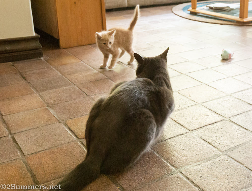 Trixie stalks Smokey