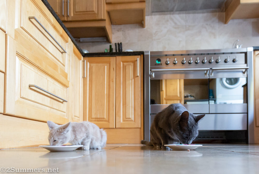 Trixie and Smokey eating wet cat food