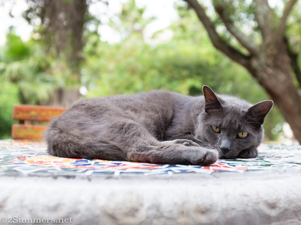 Melville cat on the table