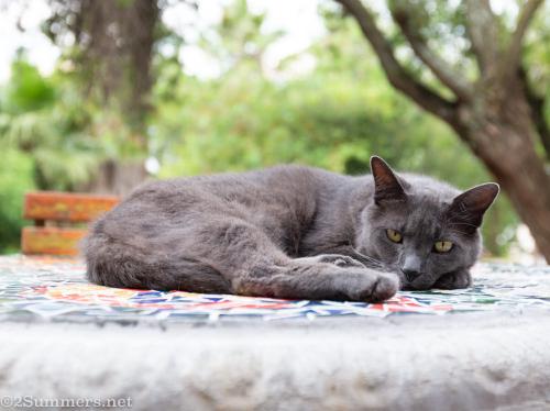 Melville cat on the table