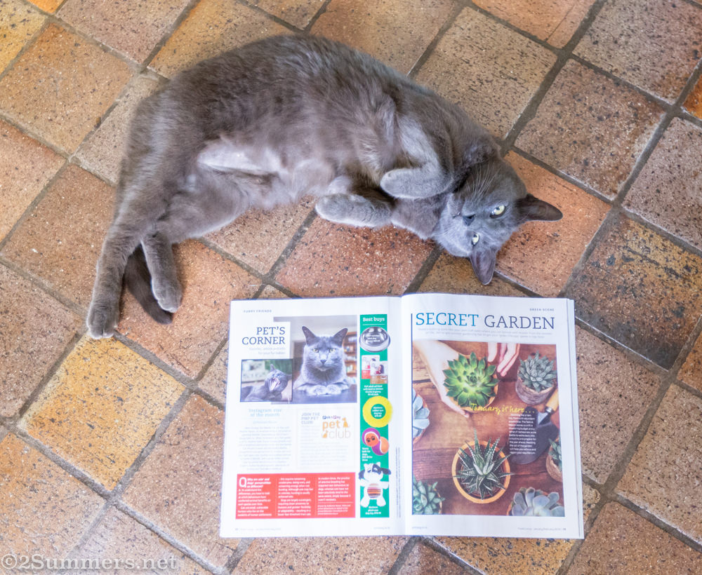 The Melville Cat with Fresh Living Magazine