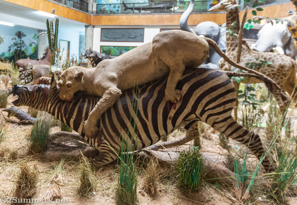 Bloody taxidermy at the Maputo Natural History Museum.