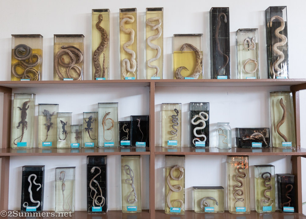 Preserved snakes in the Maputo Natural History Museum