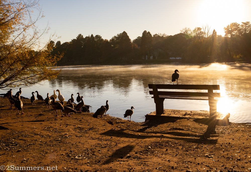 Emmarentia Dam in the morning with geese