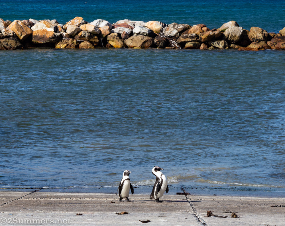 Penguin couple at Stony Point Nature Reserve in Betty’s Bay.