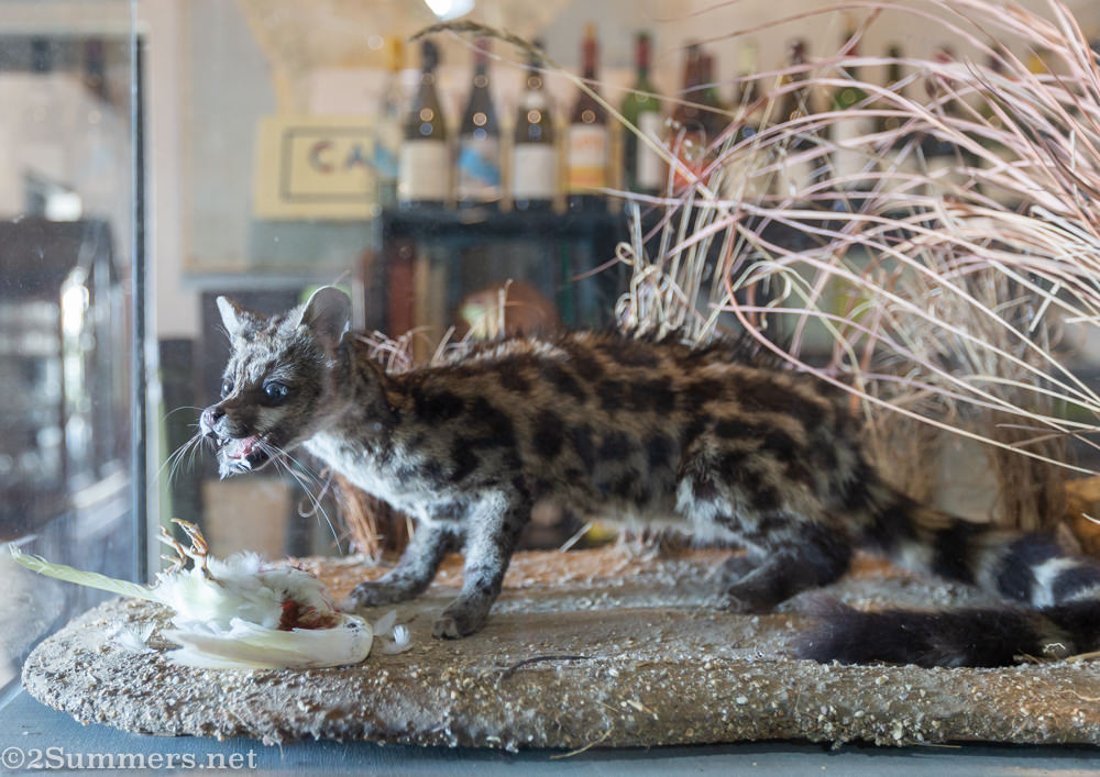Stuffed genet at A.Aa. Badenhorst