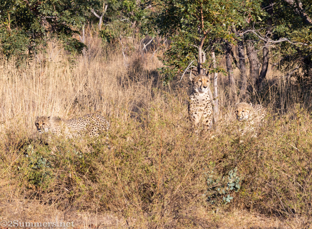 Mother cheetah and cubs