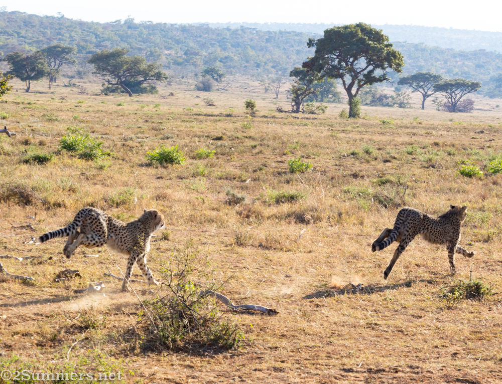 Cheetah cubs on the hunt