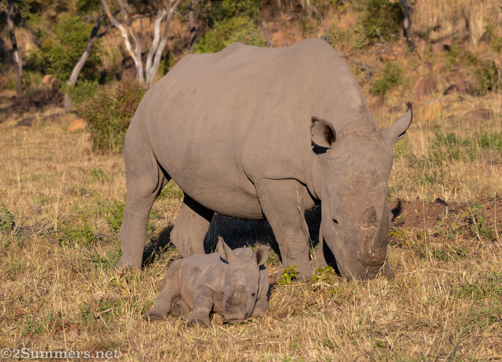 Mom and baby rhino in Welgevonden