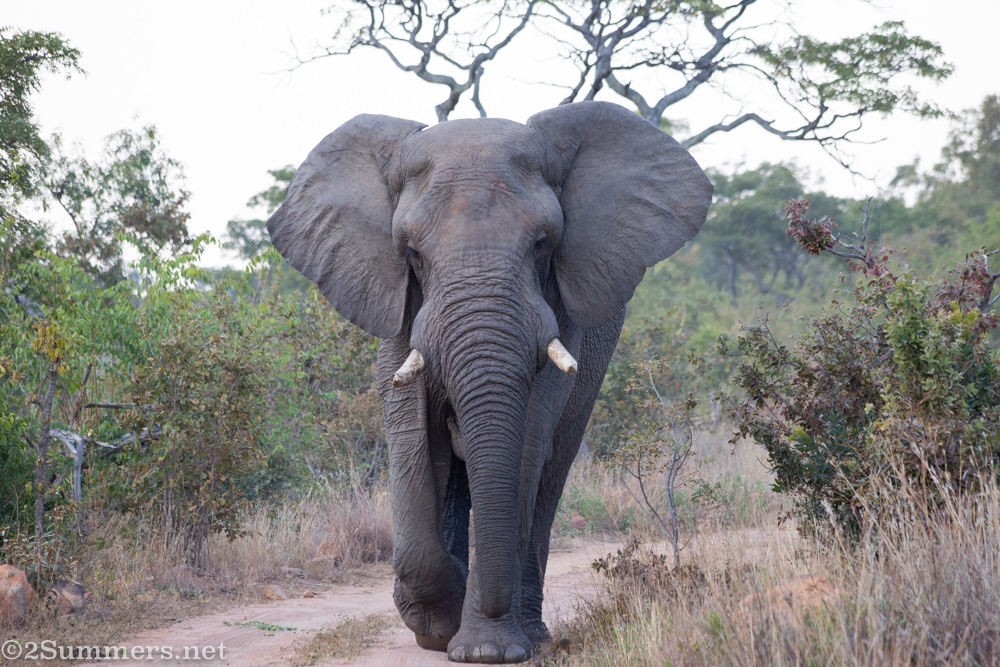 Bull elephant walking toward the vehicle in Welgevonden.