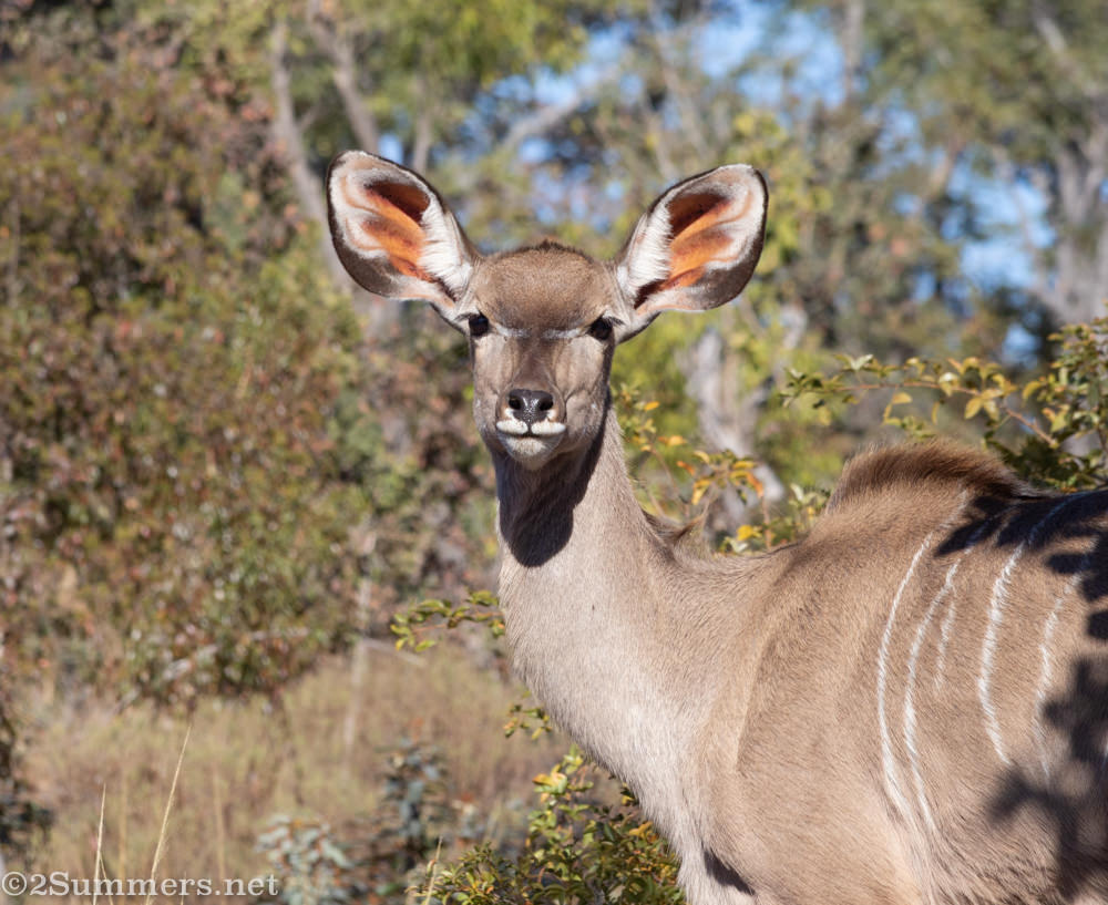 Kudu in Welgevonden Game Reserve