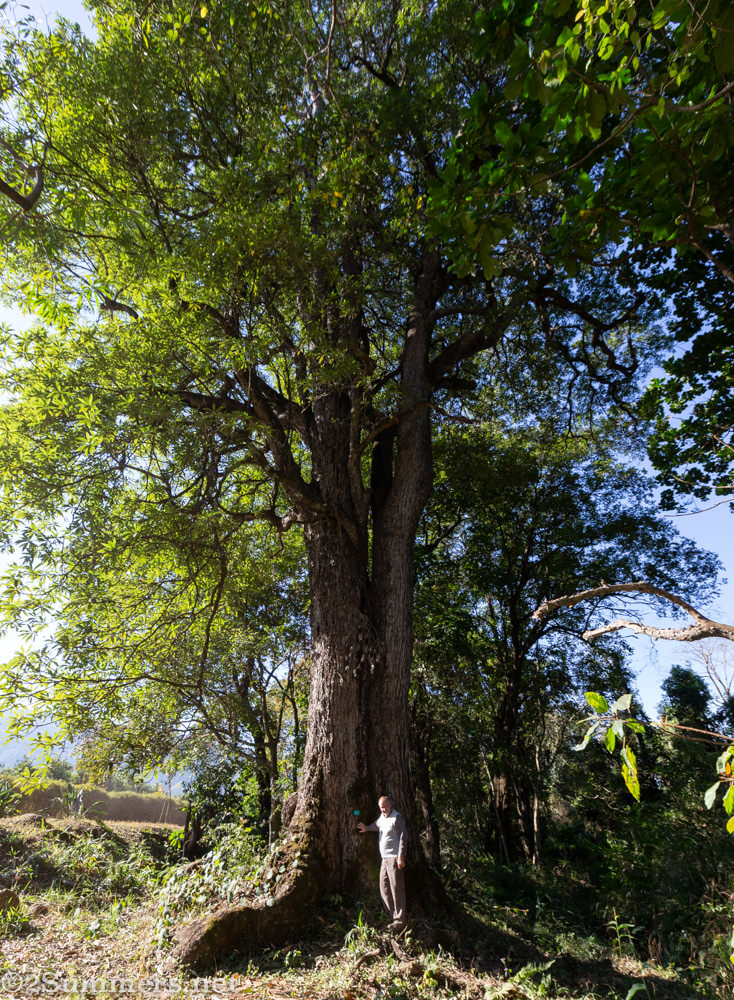 Howard blight with the Matumi tree at Amorentia.
